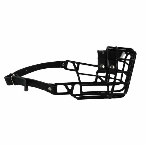 537ch - Amerykański Staffordshire Terrier Pitbullterier Labrador Staford suka