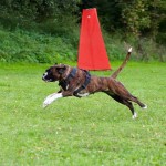 Sch607250C - Szelki do obrony -C na treningu