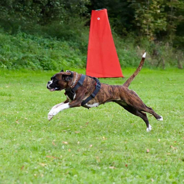 Sch607250C - Szelki do obrony -C na treningu