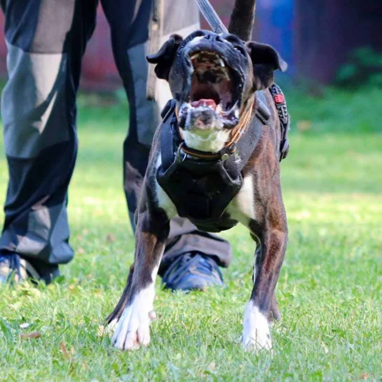 Sch607250C - Szelki do obrony -C z przodu