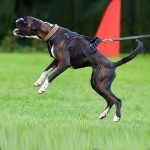 Sch607250C - Szelki do obrony -C z boku