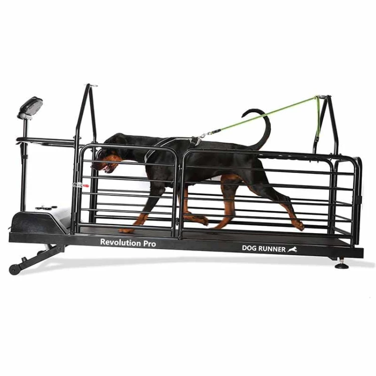 DR2 - Bieżnia Dog Runner Revolution Pro praca