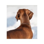 5144103057 - Łańcuszek długie ogniwo dla małych psów czarny 2.0mm jamniczek