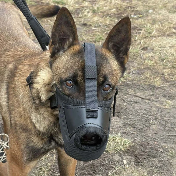 601410 - K9 kaganiec bojowy malinka1