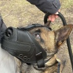 601410 - K9 kaganiec bojowy malinka2