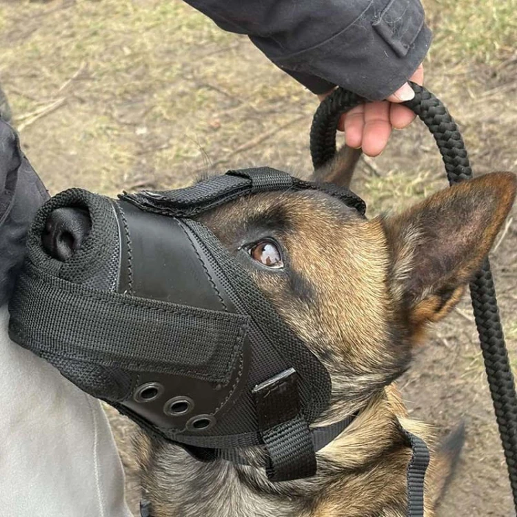 601410 - K9 kaganiec bojowy malinka2