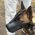 601410 - K9 kaganiec bojowy malinka3