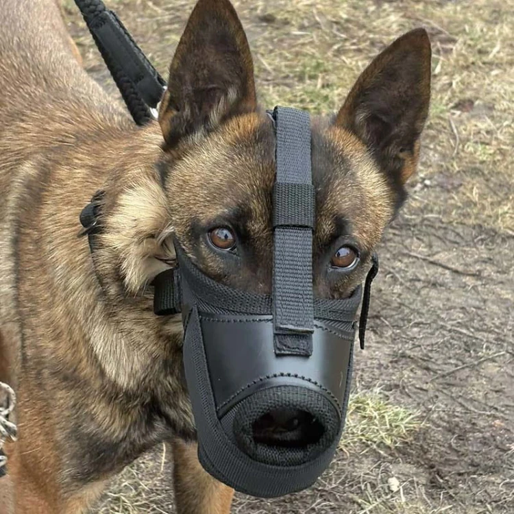 601410 - K9 kaganiec bojowy malinka4