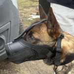 601410 - K9 kaganiec bojowy malinka5