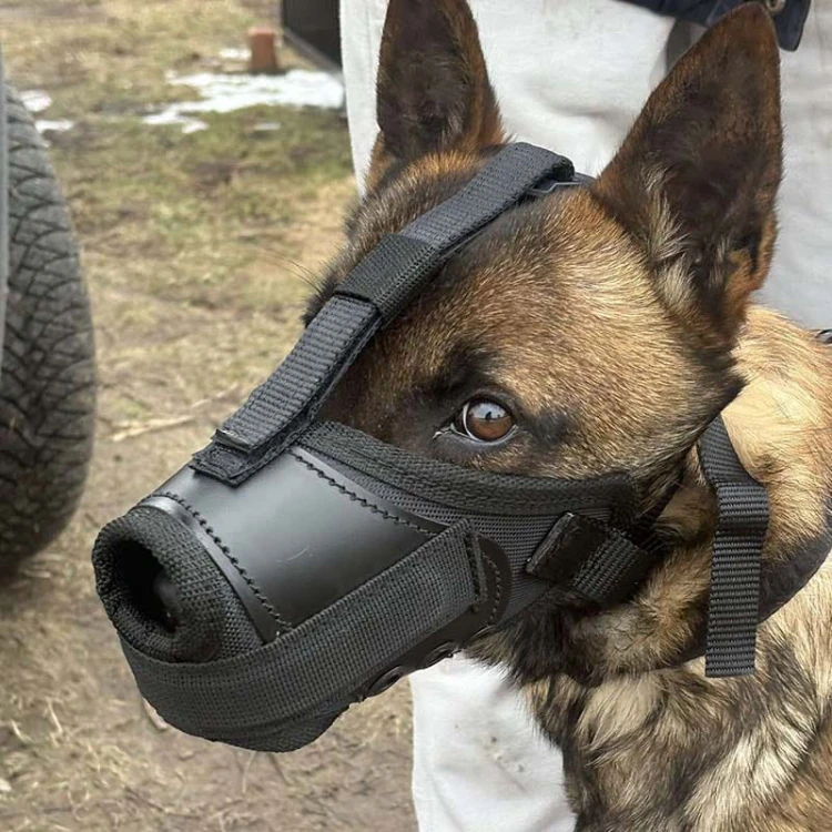 601410 - K9 kaganiec bojowy malinka6