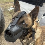 601410 - K9 kaganiec bojowy malinka7