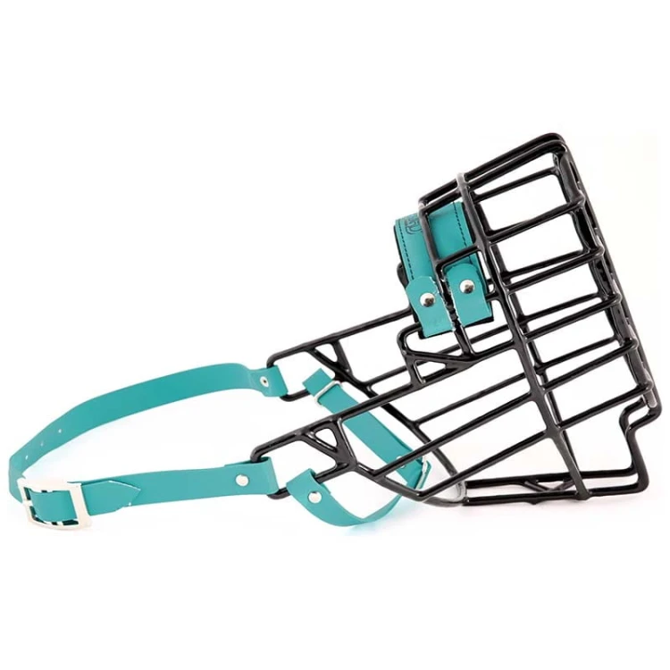 ch3563 - Sznaucer olbrzym suka Biothane