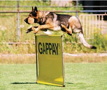 0955 - Przeszkoda 1m Gappay widok