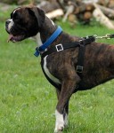 21900002 - Szelki ZP na bokserze