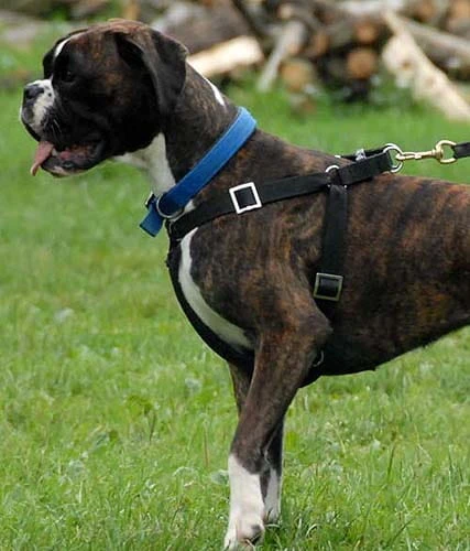 21900002 - Szelki ZP na bokserze