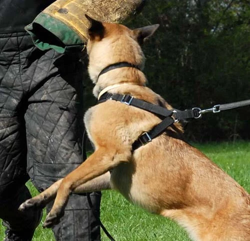 21900002 - Szelki ZP na malinie