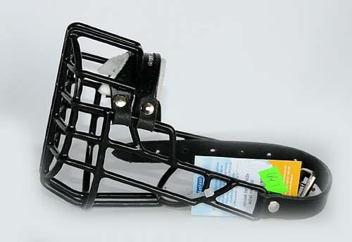 512ch - Sznaucer miniatura pies