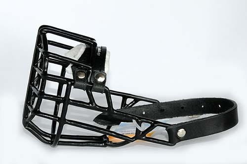 511ch - Sznaucer miniatura suka