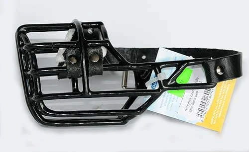 510ch -Szpic pies i suka