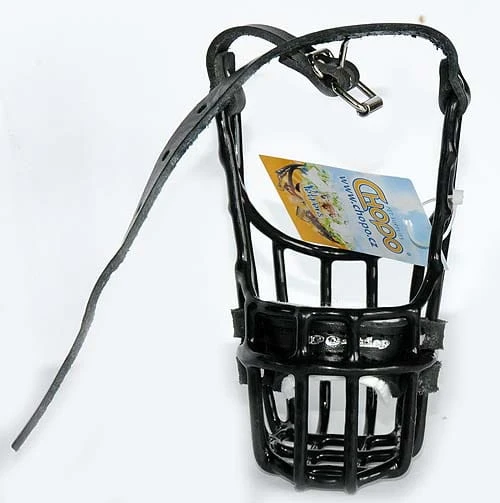 510ch -Szpic pies i suka logo