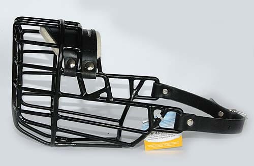 ch-540 - Rodezjan pies bok