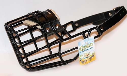 526ch - Dalmatyńczyk Hasky Labrador pies