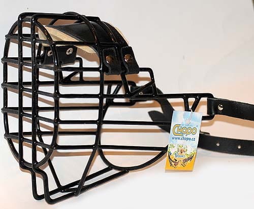 563ch - Sznaucer Olbrzym Briard Bobtail suka