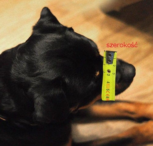 chopo-wzór - A- Wzór jak zmierzyć psa szerokość