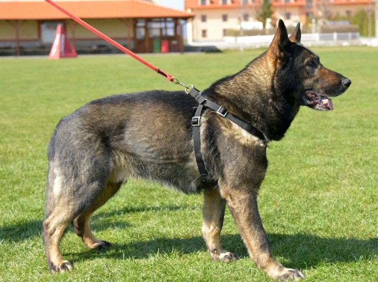 21900002 - Szelki ZP na onku