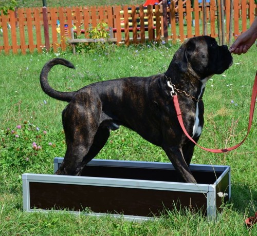 Schm-1 - Box treningowy 1 częściowy widok1