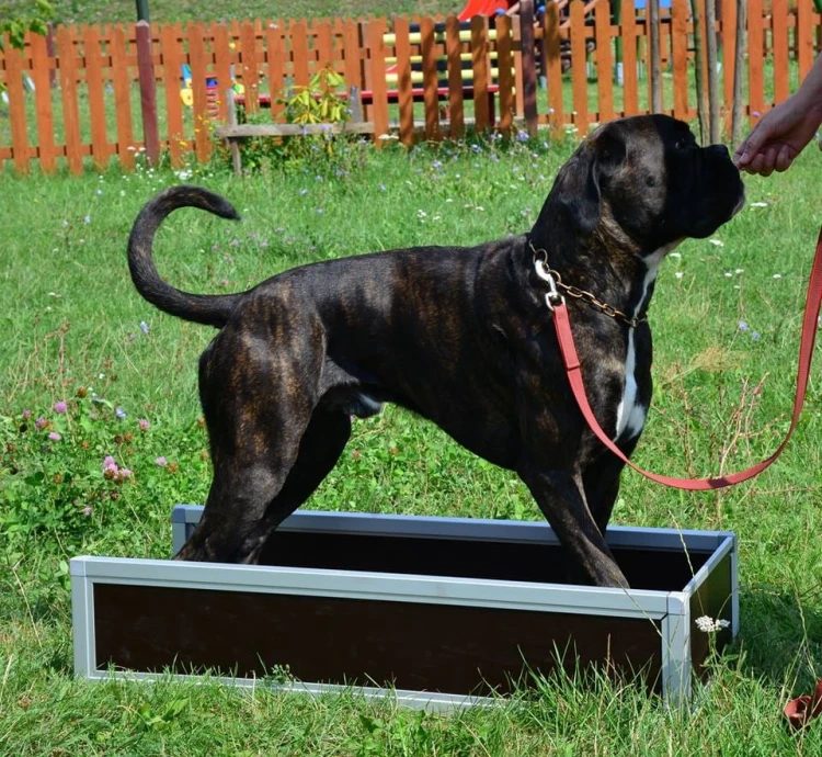 Schm-1 - Box treningowy 1 częściowy widok1