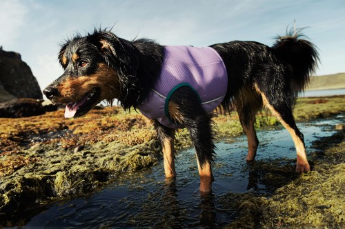 931692 - Kamizelka chłodząca Cooling Vest widok