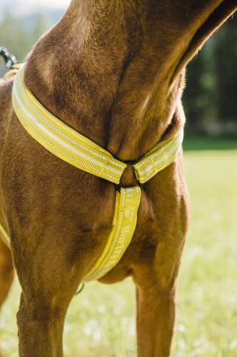 9322HT- HT Szelki Up Padded Y