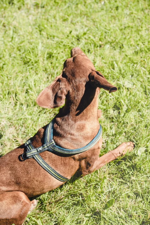 9322HT- HT Szelki Up Padded Y widok1