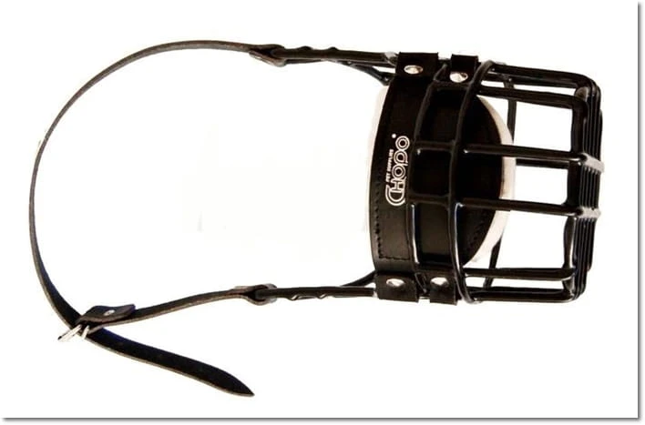 566ch - Rottweiler Fila Brasileiro Mastiff pies góra