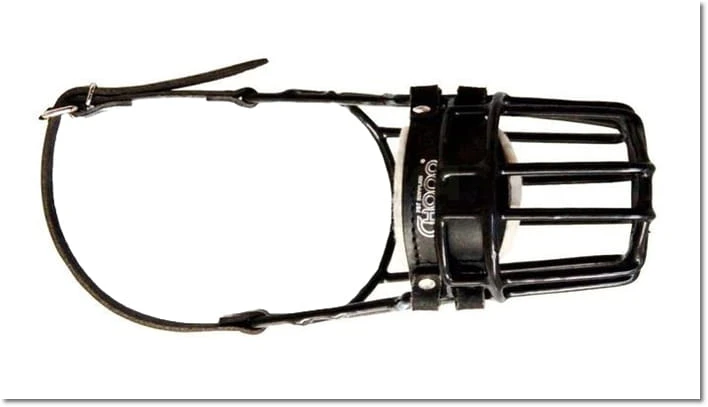 532ch - Doberman Bauceron pies góra