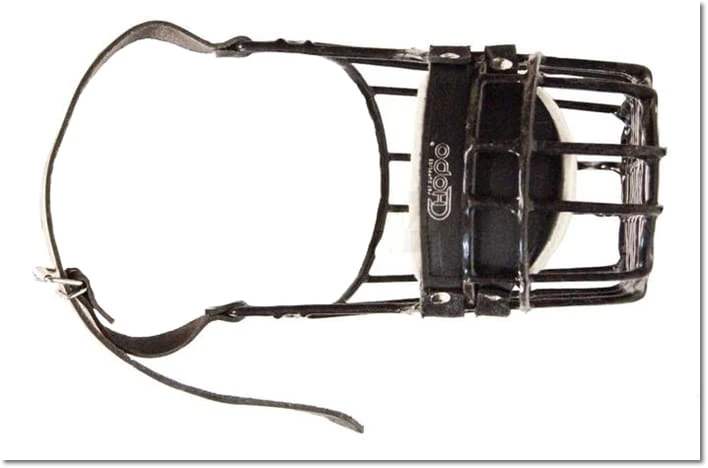 564ch - Sznaucer Olbrzym Briard Bobtail pies góra