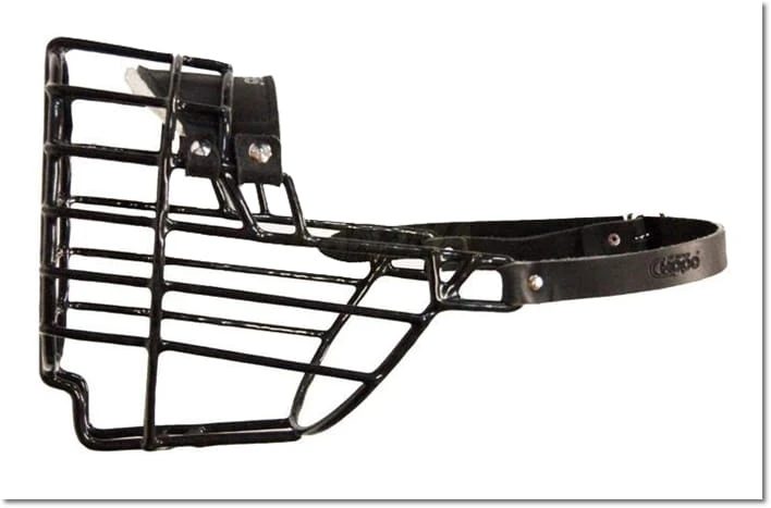 564ch - Sznaucer Olbrzym Briard Bobtail pies bok3