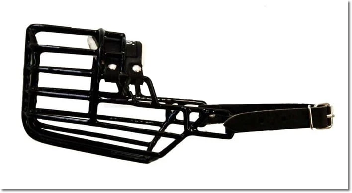 510ch -Szpic pies i suka bok