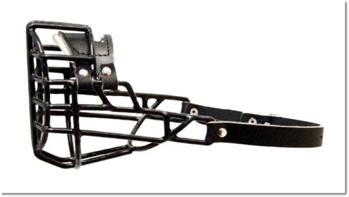 782ch - Amerykański Cocker Spaniel pies